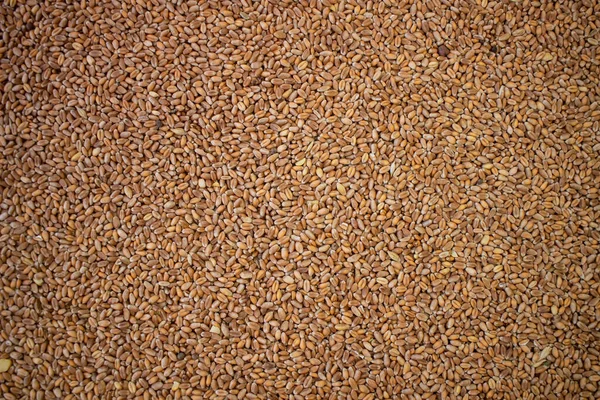 小麦の種子のテクスチャを確認します 上から撮影された平面上の種子のコンパクトな山 黄金の種 フィールド 自然の果実の概念 — ストック写真