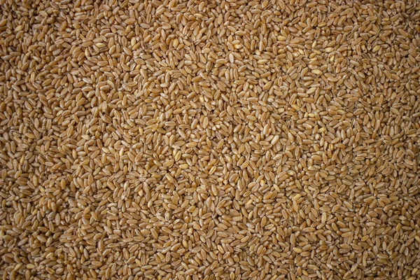 Texture Durum Wheat Seeds Compact Pile Seeds Plane Photographed Golden — Stock Photo, Image