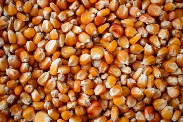 Enkir Çeşitliliği Buğday Tohumu Dokusu Uçakta Tohum Yığını Var Yukarıdan — Stok fotoğraf