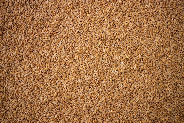 Enkir Çeşitliliği Buğday Tohumu Dokusu Uçakta Tohum Yığını Var Yukarıdan — Stok fotoğraf