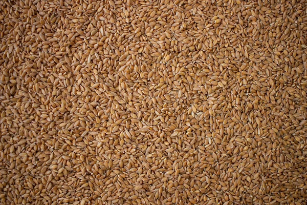 Die Textur Der Weizensaat Der Sorte Enkir Kompakter Samen Haufen — Stockfoto
