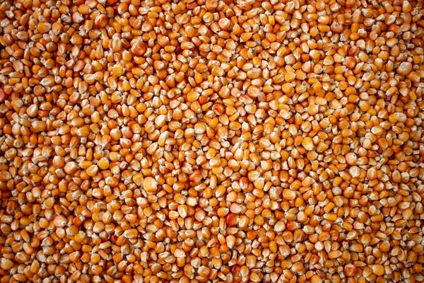 小麦籽粒质感 飞机上密密麻麻的种子堆 从上方拍摄 金色的种子农业 自然果实的概念 免版税图库图片