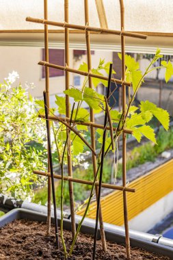 Evcil hayvan gibi yetiştirilmiş iki sopa çekirgesi, kendilerini kamufle ediyorlar, böğürtlen bitkisinin dalında hareketsiz duruyorlar. Macro, detay, yakın plan. Taklit, evrim. Av kaçar ve yırtıcıyı aldatır..