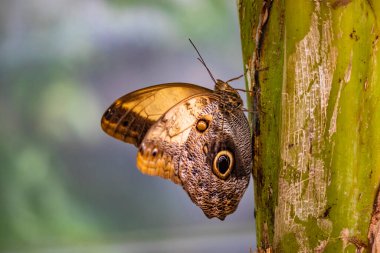 Bir bitkinin dalında oturan güzel kahverengi bir kelebek. Kapalı kanatları renkli dairelerle süslenmiş.. 