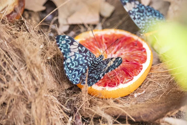 Krásný Černý Modrý Motýl Sedící Pomerančovém Plátku Nasává Nektar Ovoce — Stock fotografie