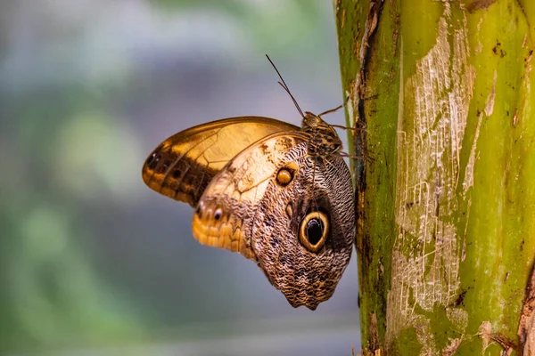Beautiful Brown Butterfly Sitting Branch Plant Closed Wings Decorated Colored — Stock Photo, Image