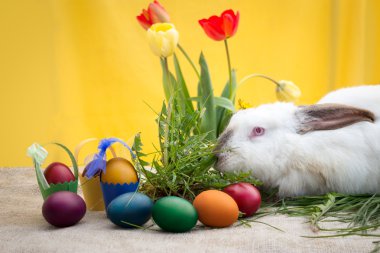 Renkli Paskalya yumurtaları ve beyaz tavşan