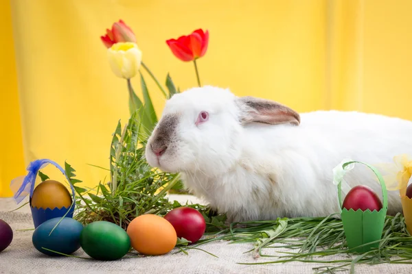 复活节兔子、 复活节彩蛋和郁金香 — 图库照片