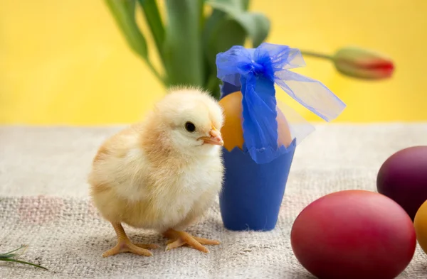 Χαριτωμένο κοτόπουλο Πάσχα με αυγά — Φωτογραφία Αρχείου