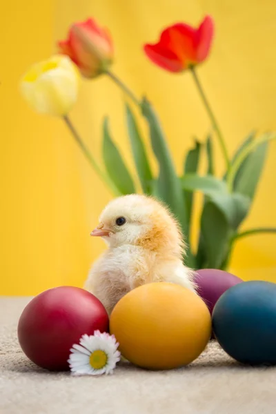 Χρωματιστά Πασχαλινά αυγά και κοτόπουλο — Φωτογραφία Αρχείου