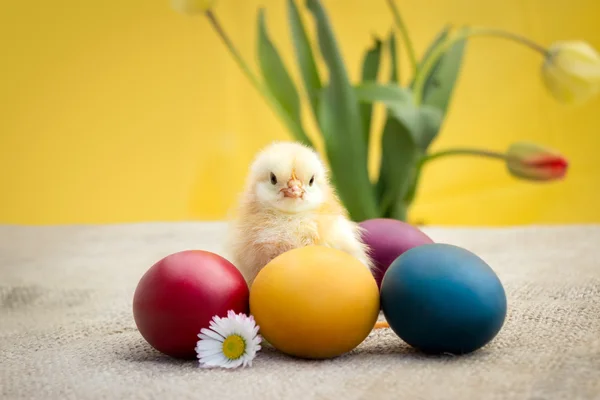 Κοτόπουλο Πάσχα πίσω από τα αυγά του Πάσχα — Φωτογραφία Αρχείου