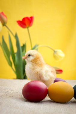 Sevimli sarı tavuk Paskalya yumurtaları 