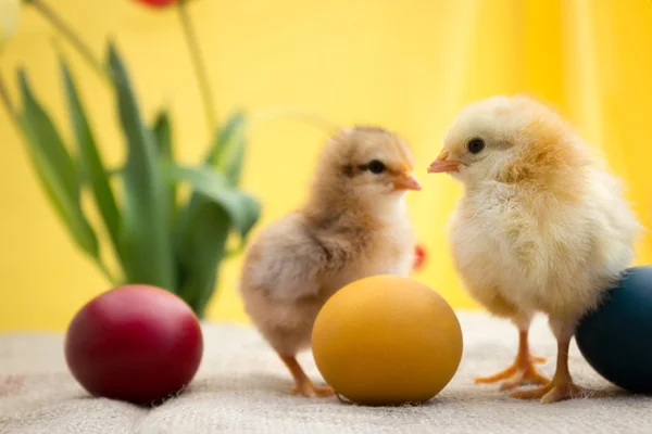 Dua ayam Paskah muda — Stok Foto