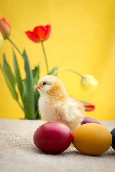 Πασχαλινά αυγά με χαριτωμένο κίτρινο κοτόπουλο — Φωτογραφία Αρχείου