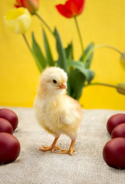 Αξιολάτρευτο κίτρινο κοτόπουλο Πάσχα — Φωτογραφία Αρχείου