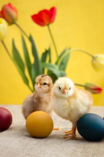Πασχαλινά αυγά και χαριτωμένο μικρό κοτόπουλο — Φωτογραφία Αρχείου