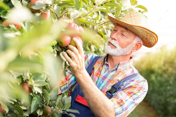 Petani Senior Dengan Topi Jerami Memetik Apel Kebunnya — Stok Foto