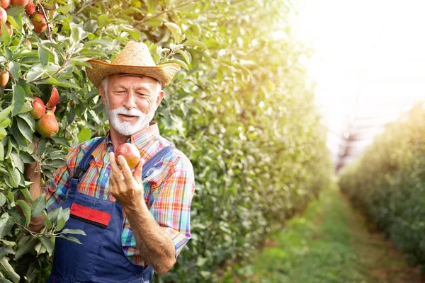 Hombre Mayor Huerto Orgánico Con Orgullo Recogiendo Manzanas — Foto de Stock