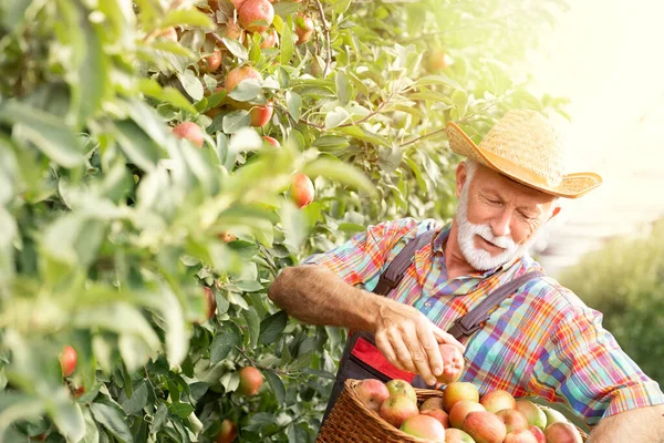 Senior Landbouwer Werkzaam Aanplant Van Appels — Stockfoto