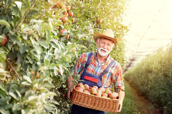 Leende Seniorbonde Med Låda Full Med Äpplen Och Stående Fruktträdgården Stockbild