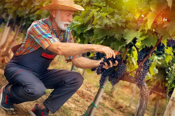 Senior Boer Met Tros Druiven Wijngaard — Stockfoto