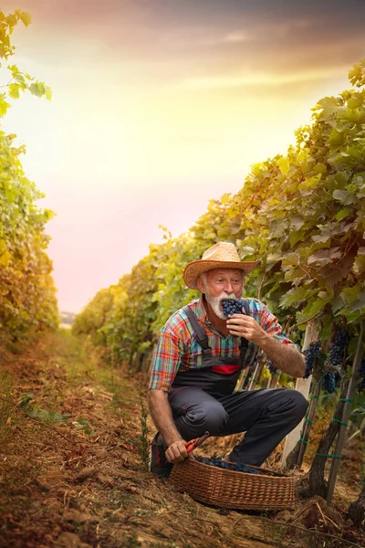 Zabawny Farmer Winnicy Starszy Mężczyzna Testuje Swoje Słodkie Winogrona — Zdjęcie stockowe