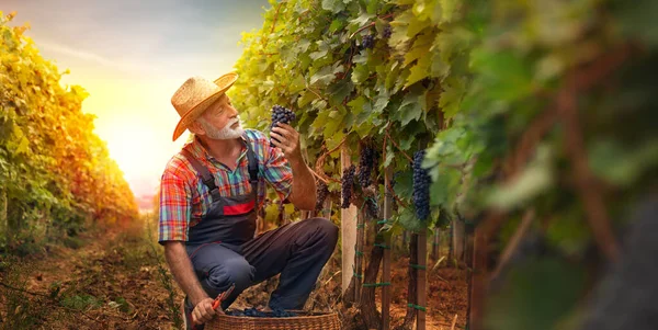 Senior Man Die Een Wijngaard Druiven Verzamelt — Stockfoto