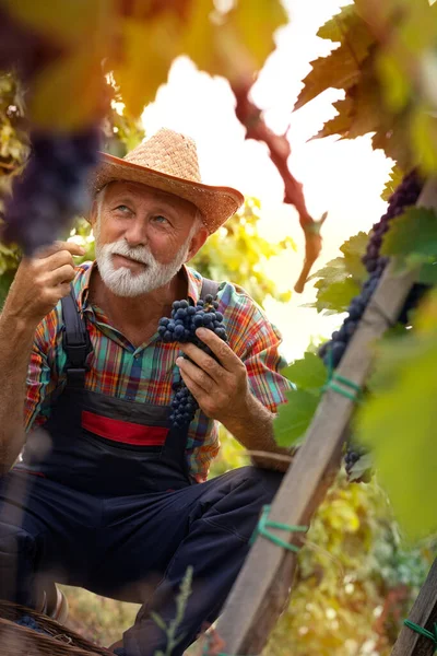 Hombre Mayor Recogiendo Uvas Con Tijeras Viñedo Vista Través Vid — Foto de Stock