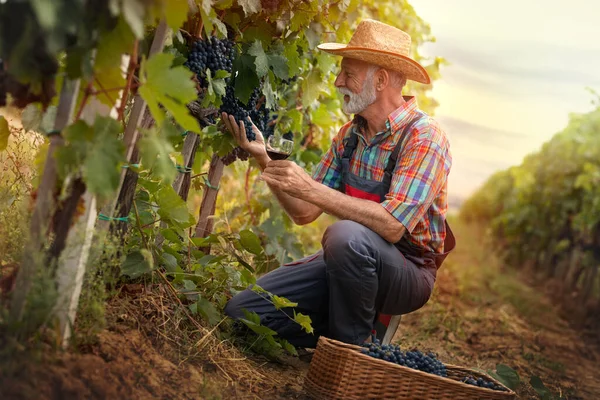 Senior Wijnboer Die Druiven Controleert Zijn Wijngaard — Stockfoto