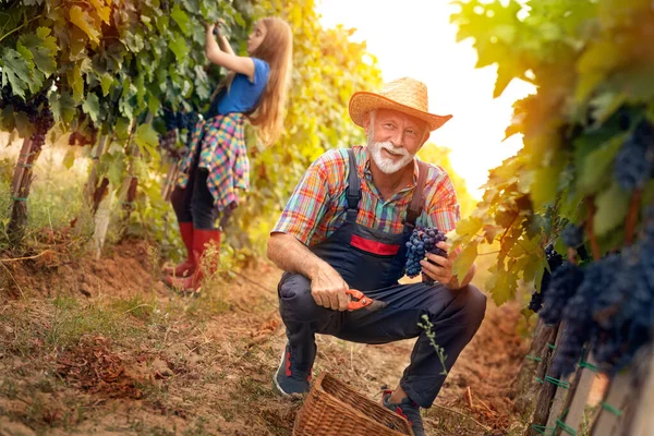 Gelukkig Wijnmaker Man Oogsten Druiven Familie Wijngaard Rechtenvrije Stockfoto's