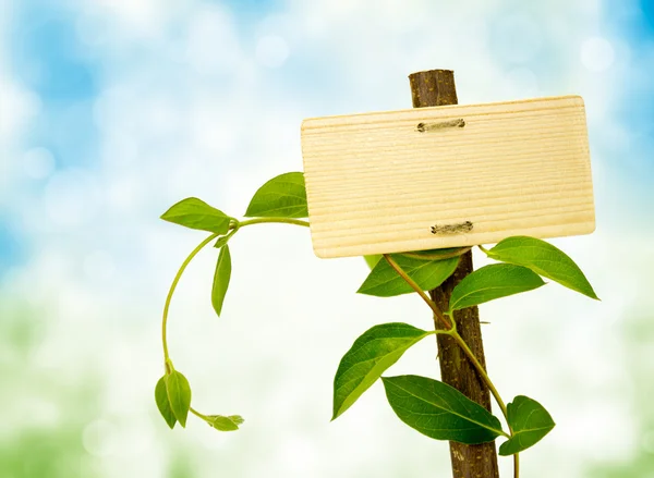 Assine para mensagem em um painel de madeira e planta verde — Fotografia de Stock