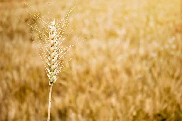 Spighe d'oro di grano sotto campo — Foto Stock