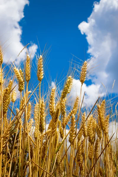 Grano dorato nel cielo blu — Foto Stock