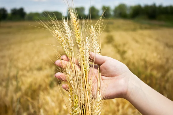 Grano dorato in mano — Foto Stock