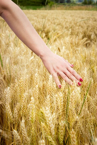 Mão no campo de trigo — Fotografia de Stock