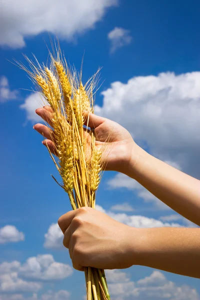 Hands with ear of wheat Royalty Free Stock Images