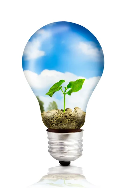 Eco žárovka s zelených rostlin — Stock fotografie