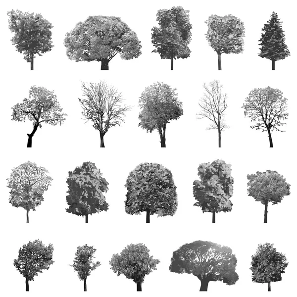 Set of isolated trees — Stock Vector