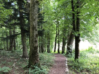 Slovenya (Krajinski parkı Rakov Skocjan, Slovenya) - Notranjska Bölgesel Parkı, Slovenya - Kerknica, Rak nehir vadisinde kanyon ve bitki örtüsü)