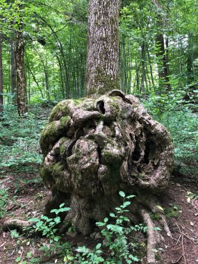 Slovenya (Krajinski parkı Rakov Skocjan, Slovenya) - Notranjska Bölgesel Parkı, Slovenya - Kerknica, Rak nehir vadisinde kanyon ve bitki örtüsü)