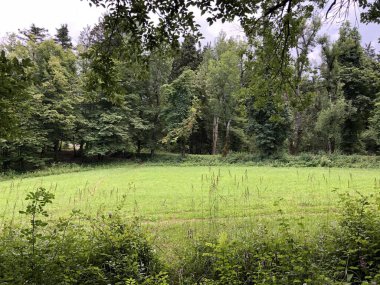 Slovenya (Krajinski parkı Rakov Skocjan, Slovenya) - Notranjska Bölgesel Parkı, Slovenya - Kerknica, Rak nehir vadisinde kanyon ve bitki örtüsü)