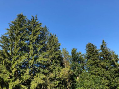 Slovenya (Krajinski parkı Rakov Skocjan, Slovenya) - Notranjska Bölgesel Parkı, Slovenya - Kerknica, Rak nehir vadisinde kanyon ve bitki örtüsü)