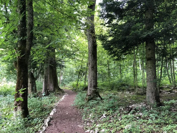 Gemengd Bos Canyon Vegetatie Vallei Van Rak Rivier Cerknica Regionaal — Stockfoto