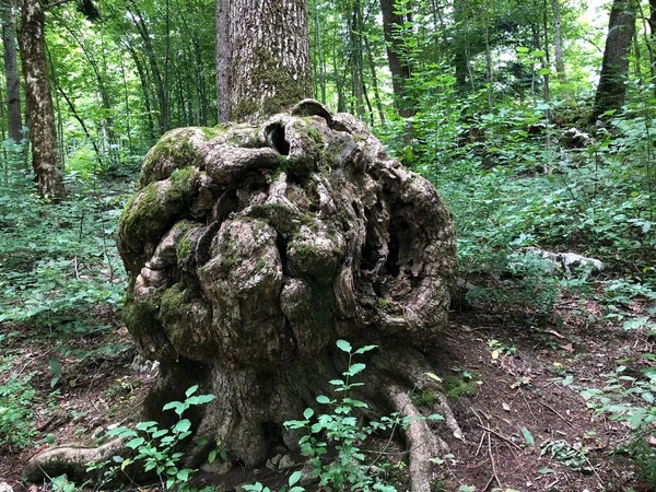 Forêt Mixte Dans Canyon Végétation Dans Vallée Rak Cerknica Parc — Photo