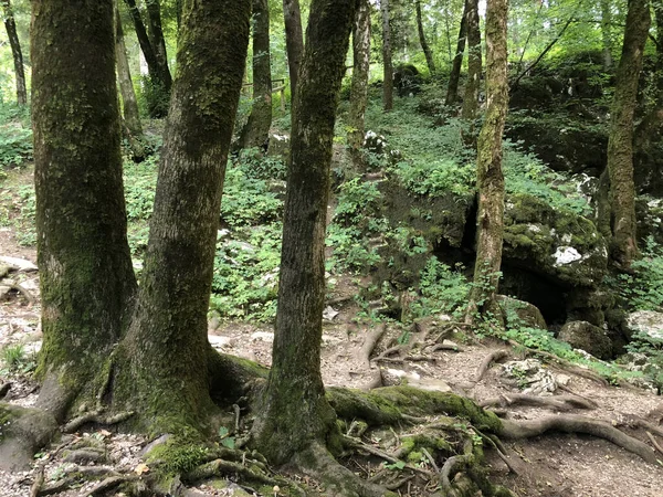 Μεικτό Δάσος Στο Φαράγγι Και Βλάστηση Στην Κοιλάδα Του Ποταμού — Φωτογραφία Αρχείου