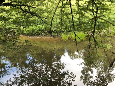 Kireçtaşı ve kanyon taşlı Rak nehri yatağı, Cerknica - Notranjska Bölgesel Parkı, Slovenya (Krajinski parkı Rakov Skocjan, Slovenya)