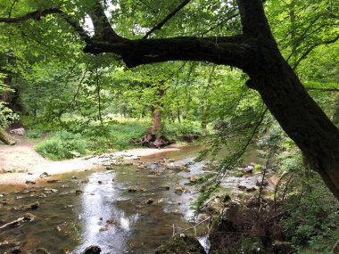 Kireçtaşı ve kanyon taşlı Rak nehri yatağı, Cerknica - Notranjska Bölgesel Parkı, Slovenya (Krajinski parkı Rakov Skocjan, Slovenya)