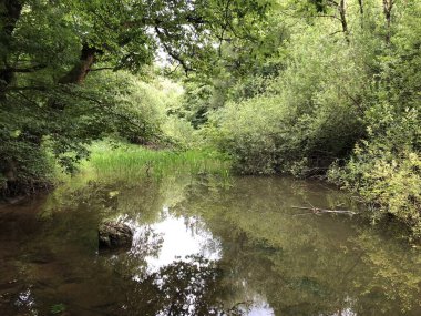 Kireçtaşı ve kanyon taşlı Rak nehri yatağı, Cerknica - Notranjska Bölgesel Parkı, Slovenya (Krajinski parkı Rakov Skocjan, Slovenya)