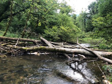 Kireçtaşı ve kanyon taşlı Rak nehri yatağı, Cerknica - Notranjska Bölgesel Parkı, Slovenya (Krajinski parkı Rakov Skocjan, Slovenya)