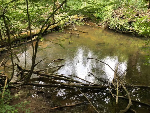 Kireçtaşı ve kanyon taşlı Rak nehri yatağı, Cerknica - Notranjska Bölgesel Parkı, Slovenya (Krajinski parkı Rakov Skocjan, Slovenya)